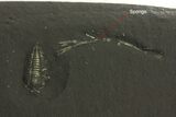 Three Pyritized Triarthrus Trilobites With Appendages - New York #280067-2